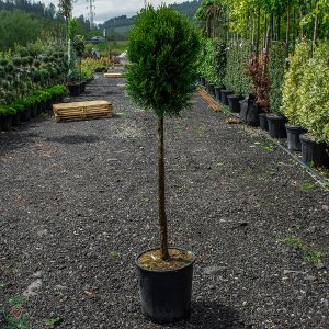 Tuja západná (Thuja occidentalis) ´SMARAGD´ - výška 120-150cm, kont. C18L - GUĽA NA KMIENKU